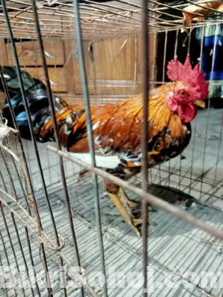 দেশি মোরগ